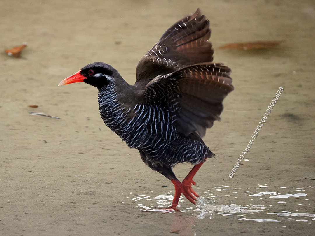 ヤンバルクイナ