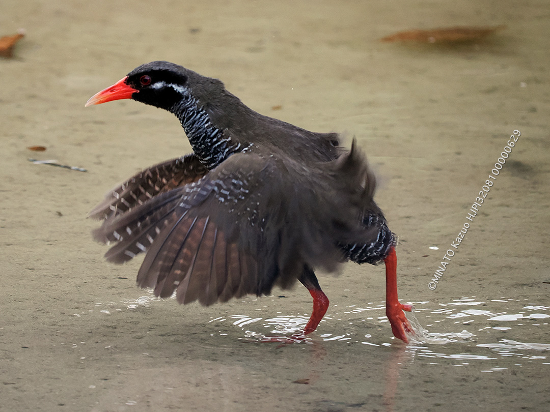 ヤンバルクイナ