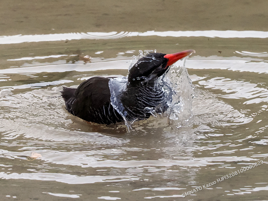 ヤンバルクイナ