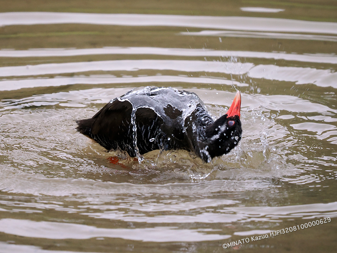 ヤンバルクイナ