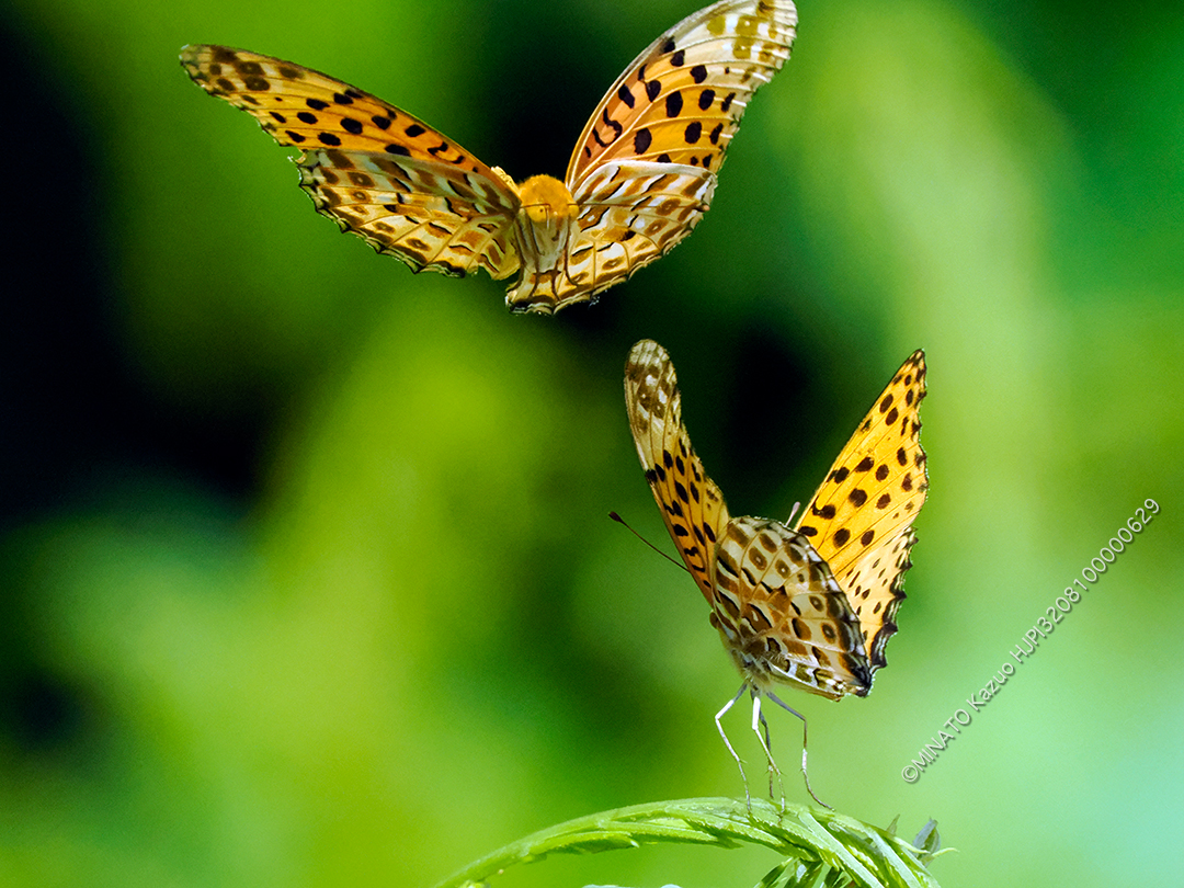 ツマグロヒョウモン雄