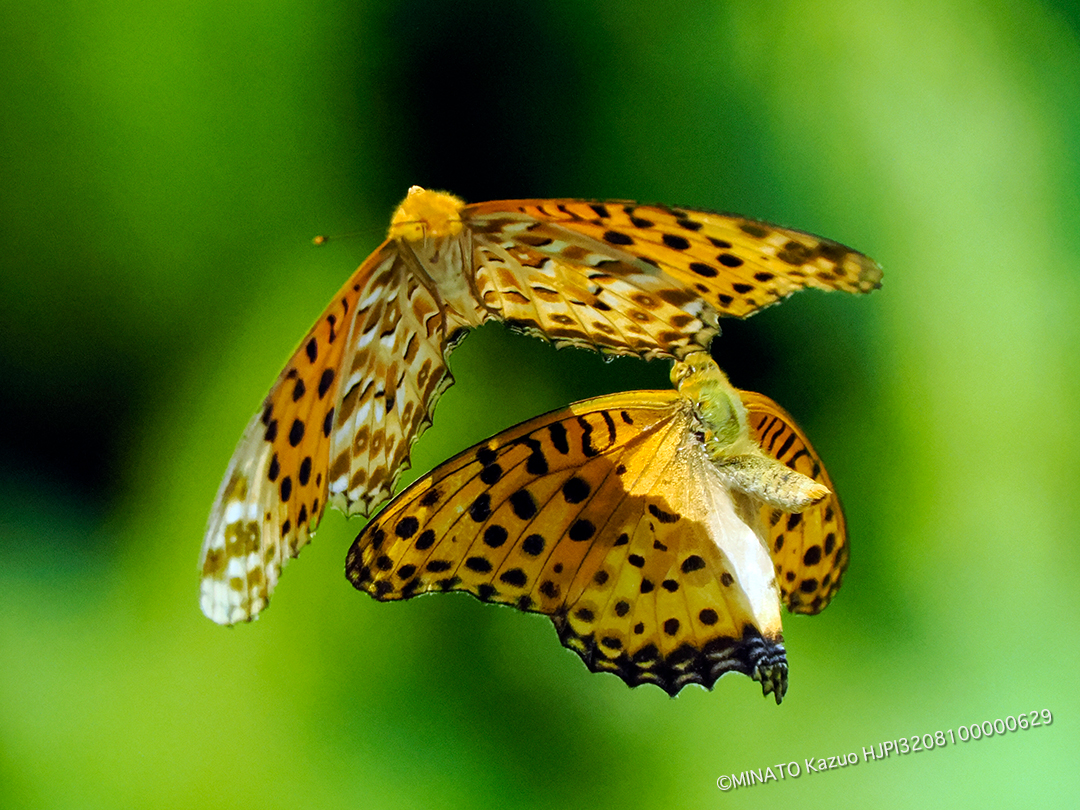 ツマグロヒョウモン雄