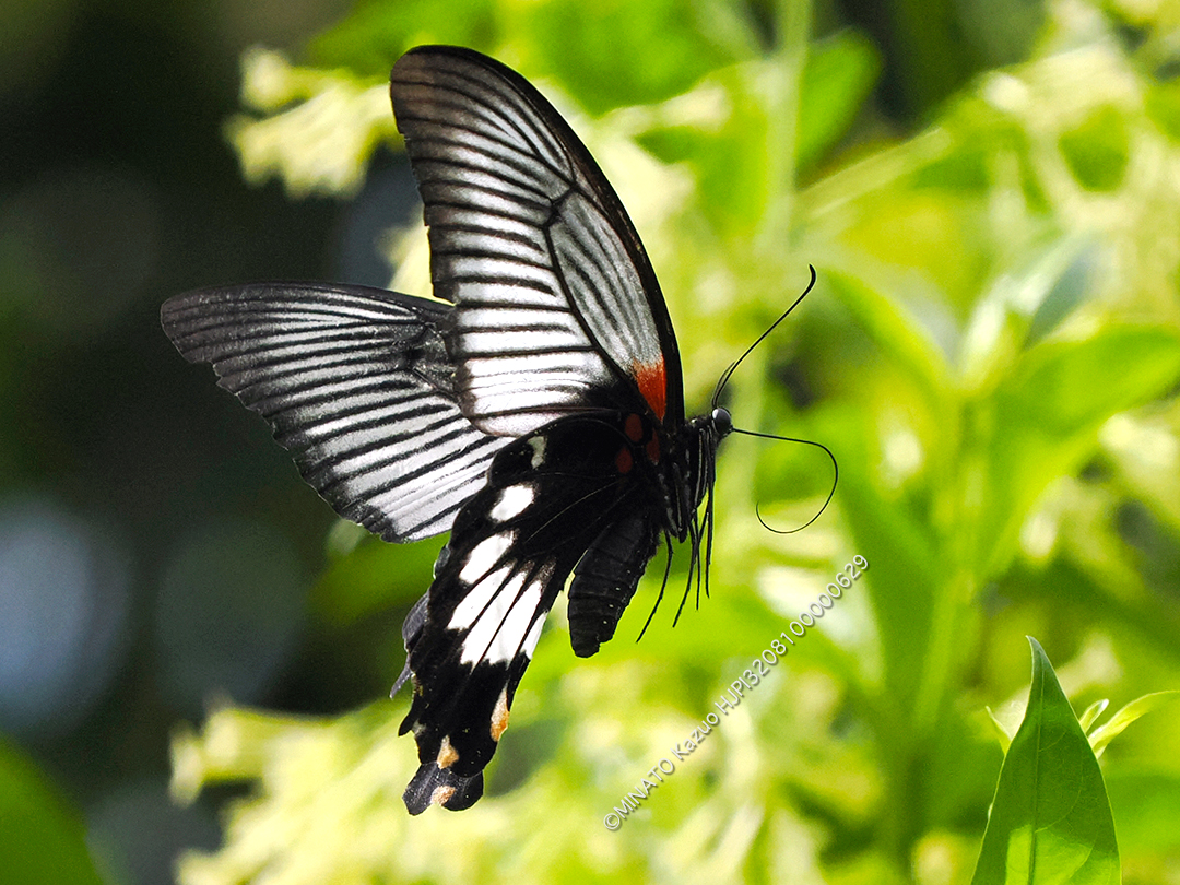 ナガサキアゲハ雌