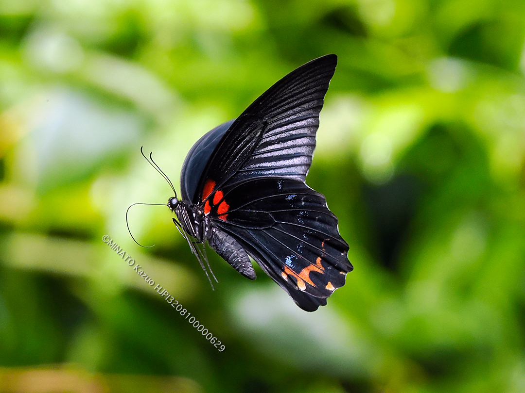 ナガサキアゲハ雄