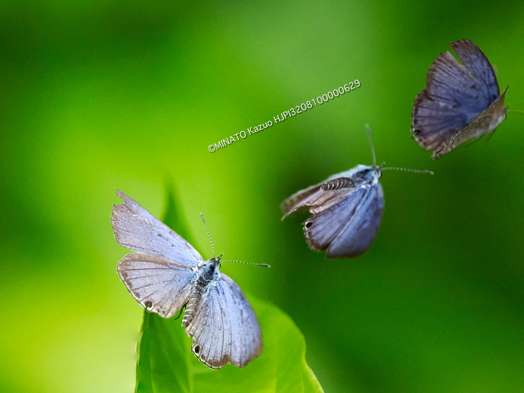 クロマダラソテツシジミ