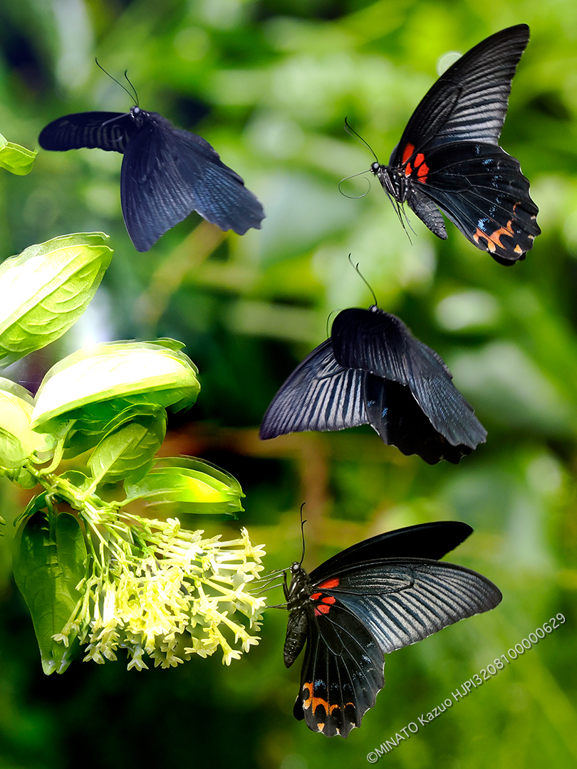 ナガサキアゲハ雄