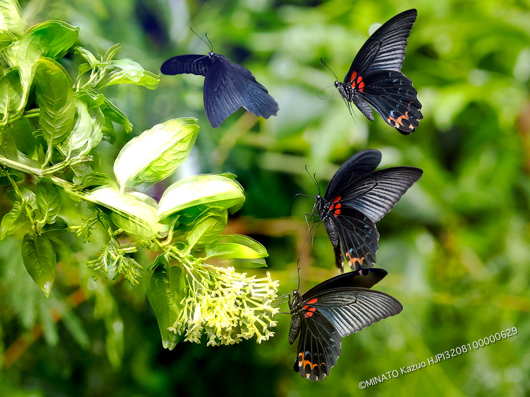 ナガサキアゲハ雄