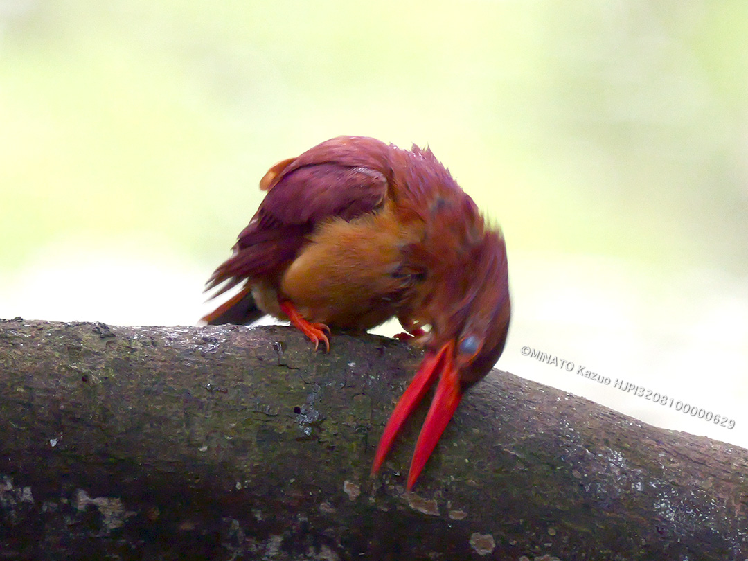 リュウキュウアカショウビン
