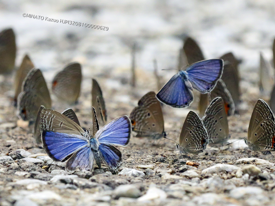 クロマダラソテツシジミ