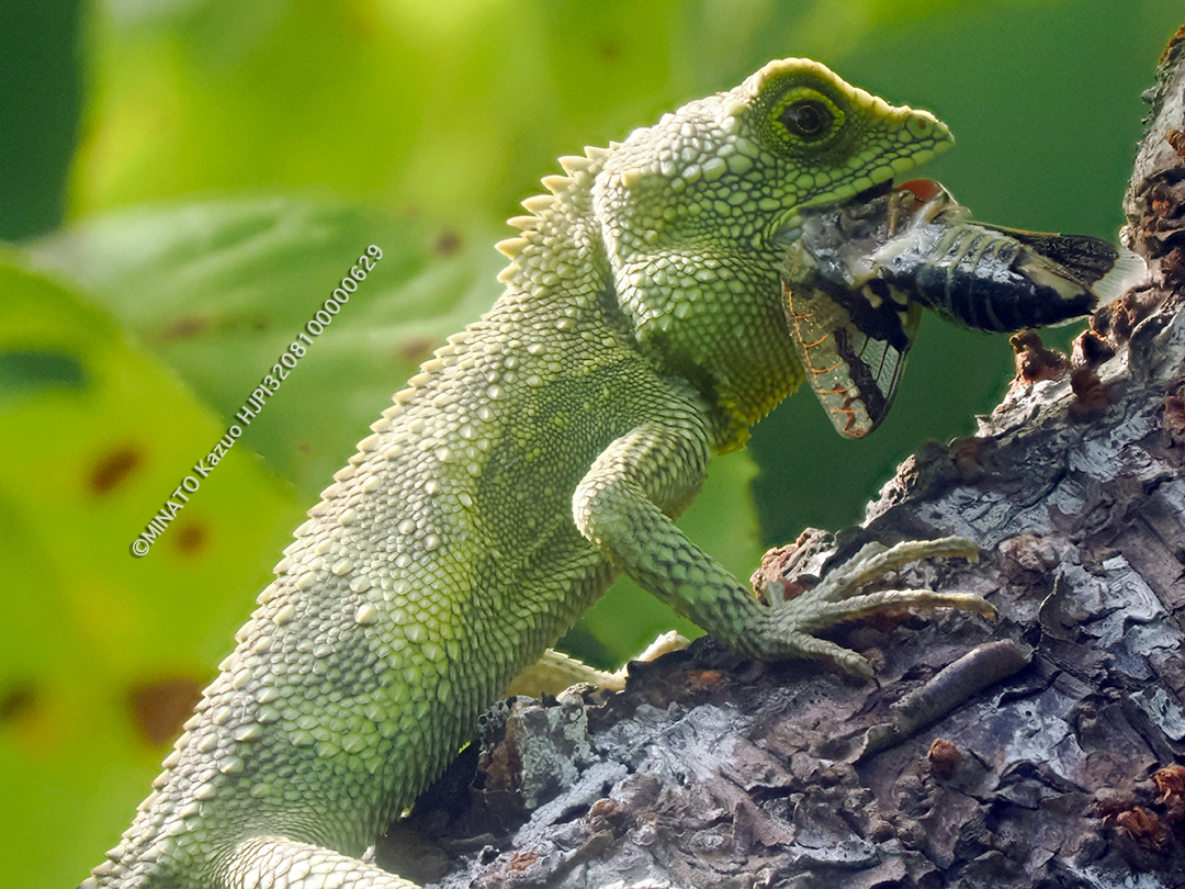 オキナワキノボリトカゲ