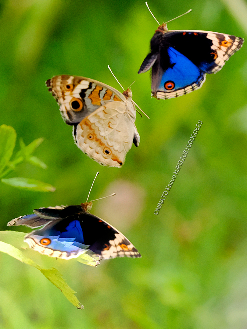 アオタテハモドキ