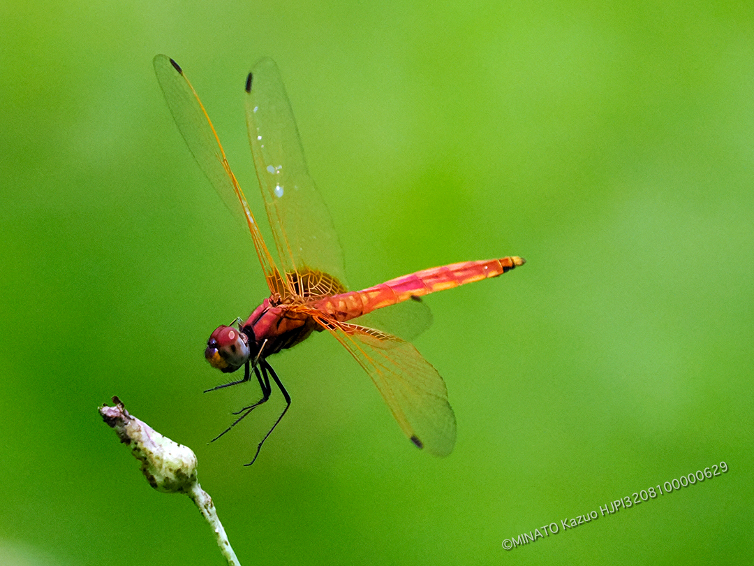 べにトンボ未成熟雄