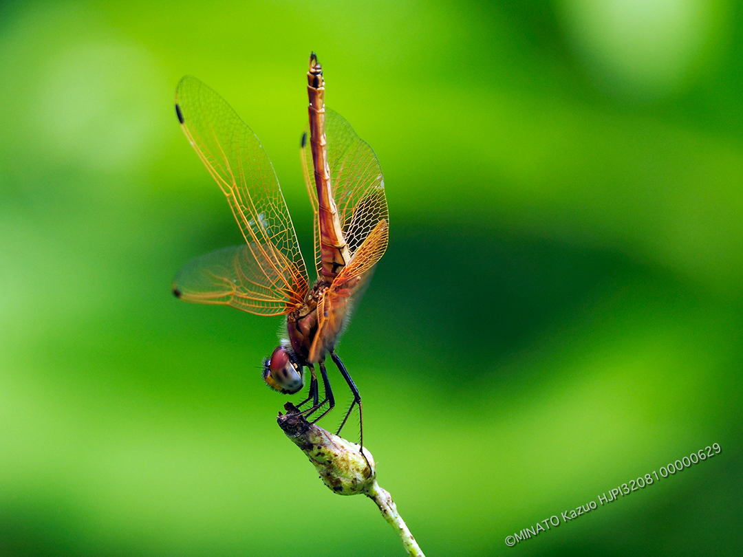 べにトンボ未成熟雄