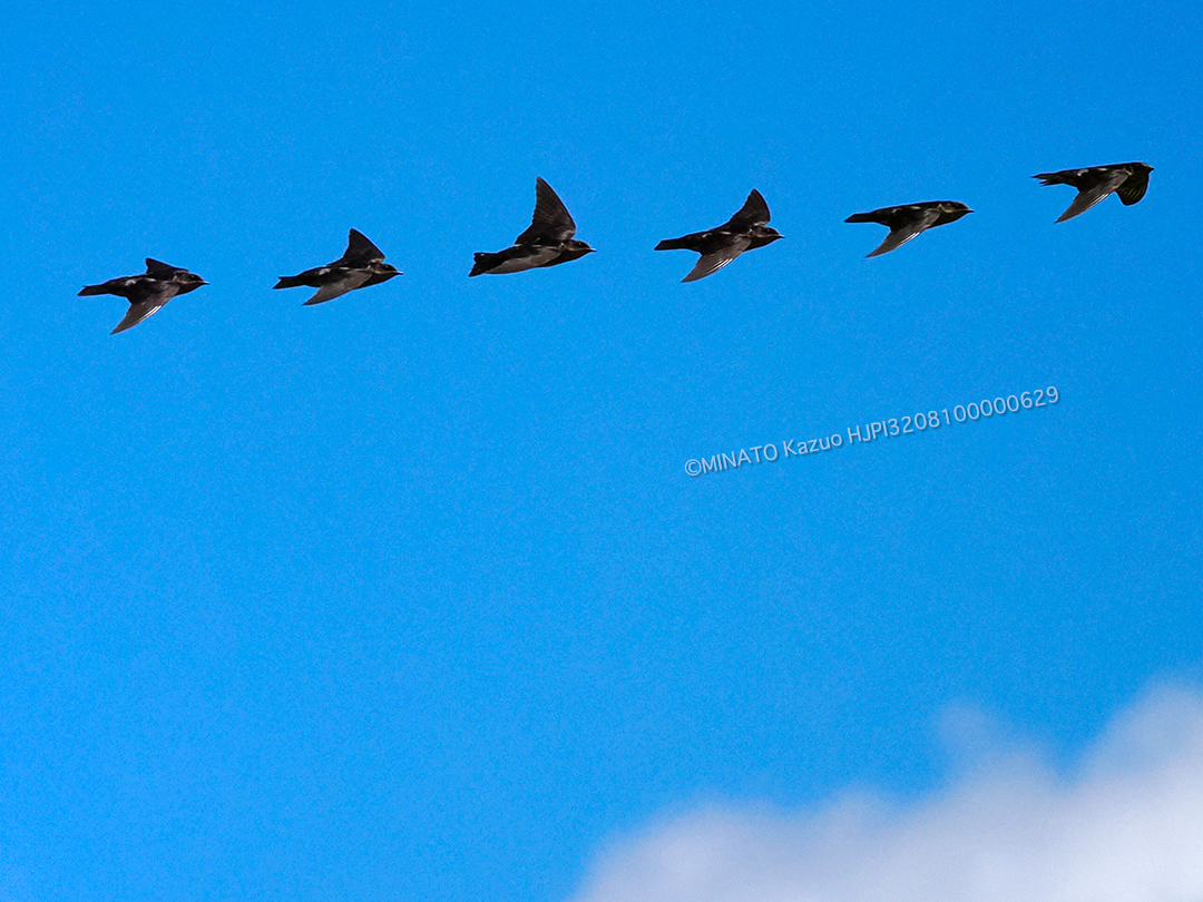 リュウキュウツバメ