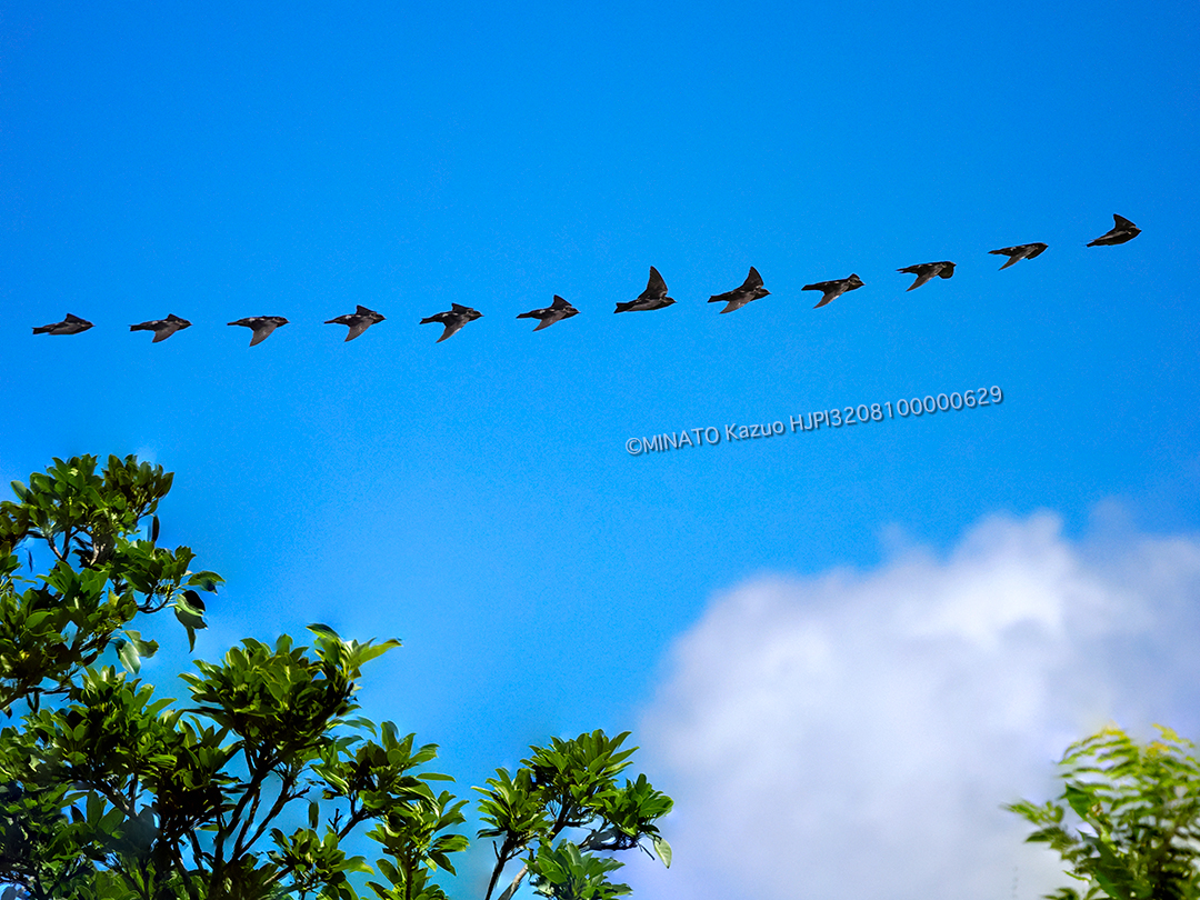 リュウキュウツバメ