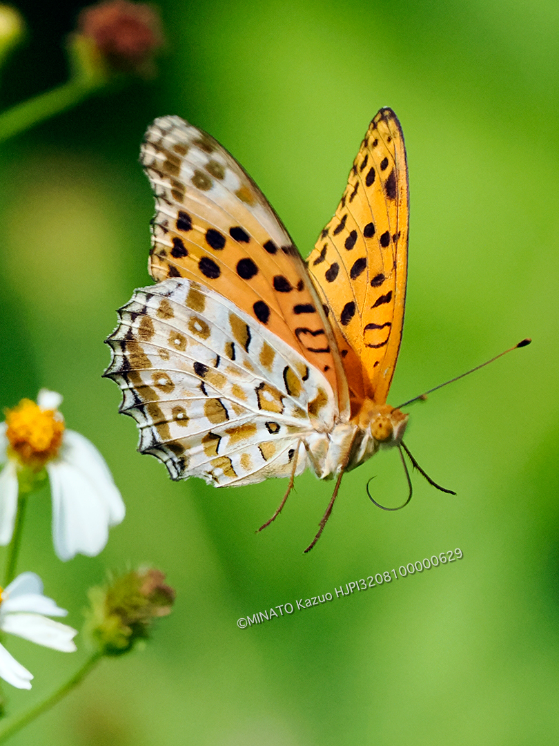 ツマグヒョウモン雄