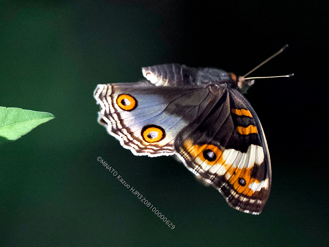 アオタテハモドキ雌