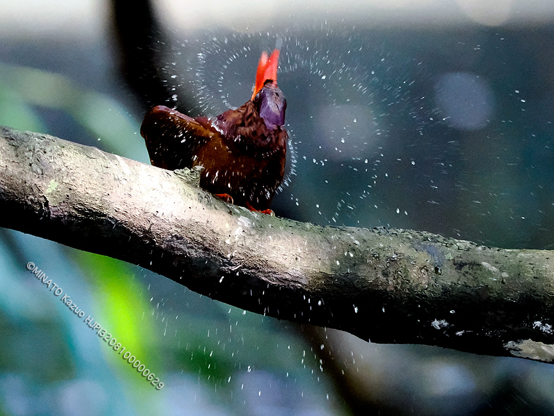 リュウキュウアカショウビン