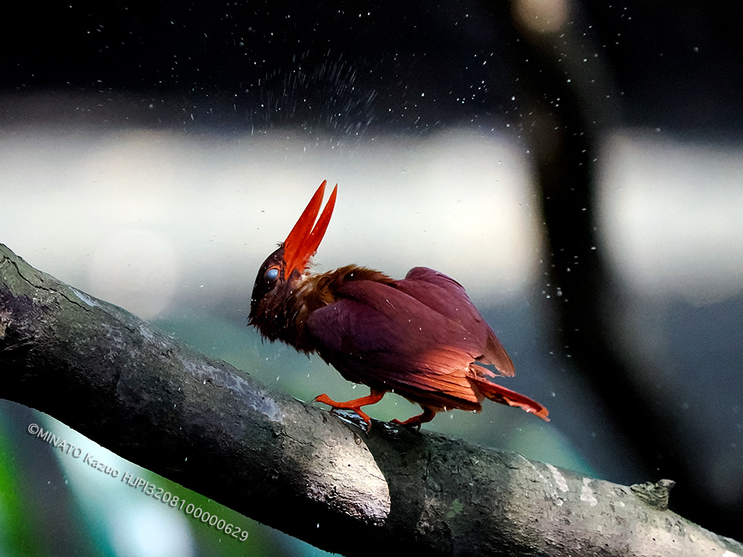 リュウキュウアカショウビン