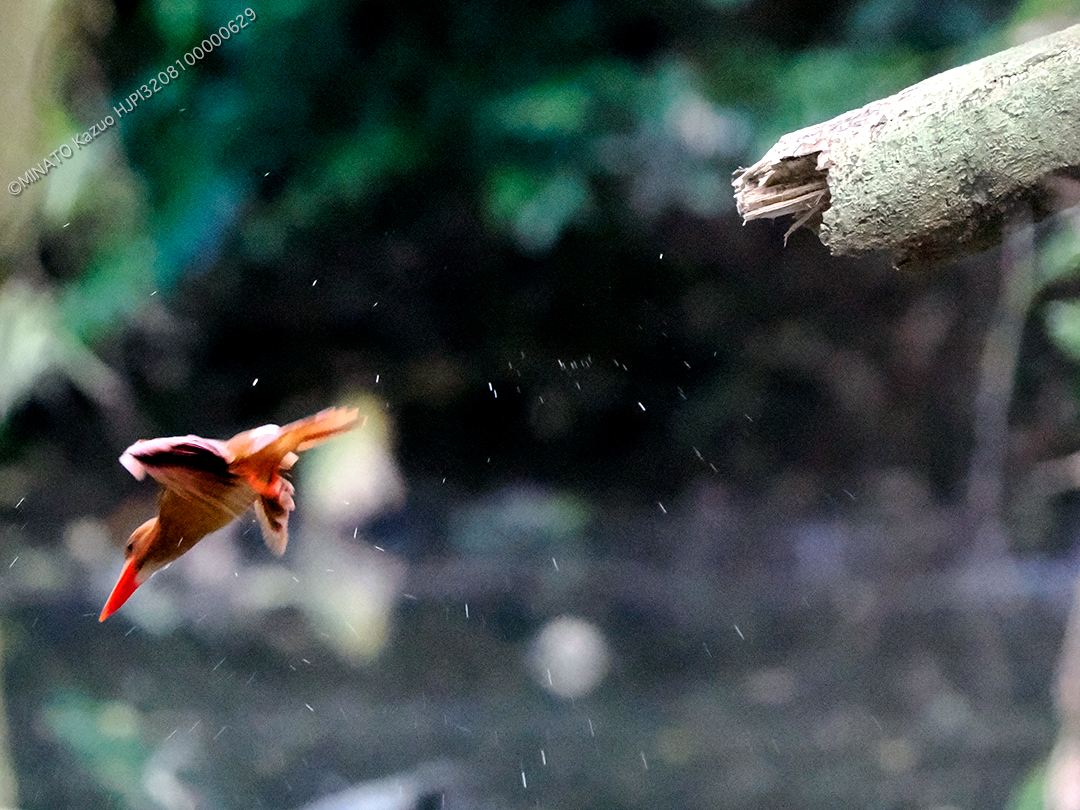 リュウキュウアカショウビン