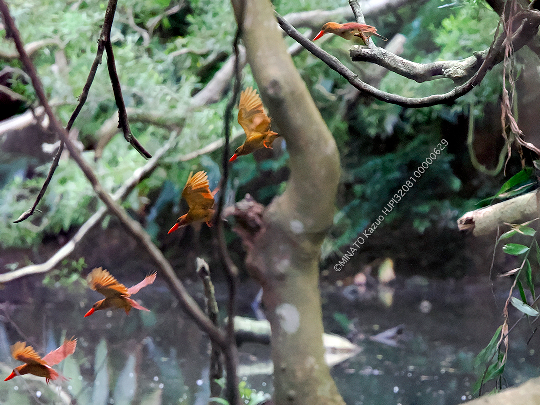 リュウキュウアカショウビン