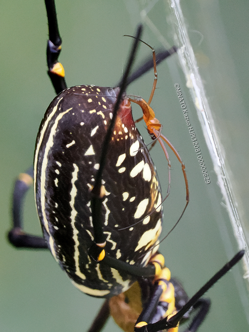 オオジョロウグモ雄