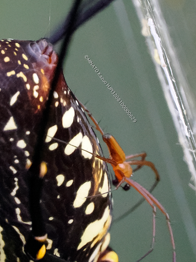 オオジョロウグモ