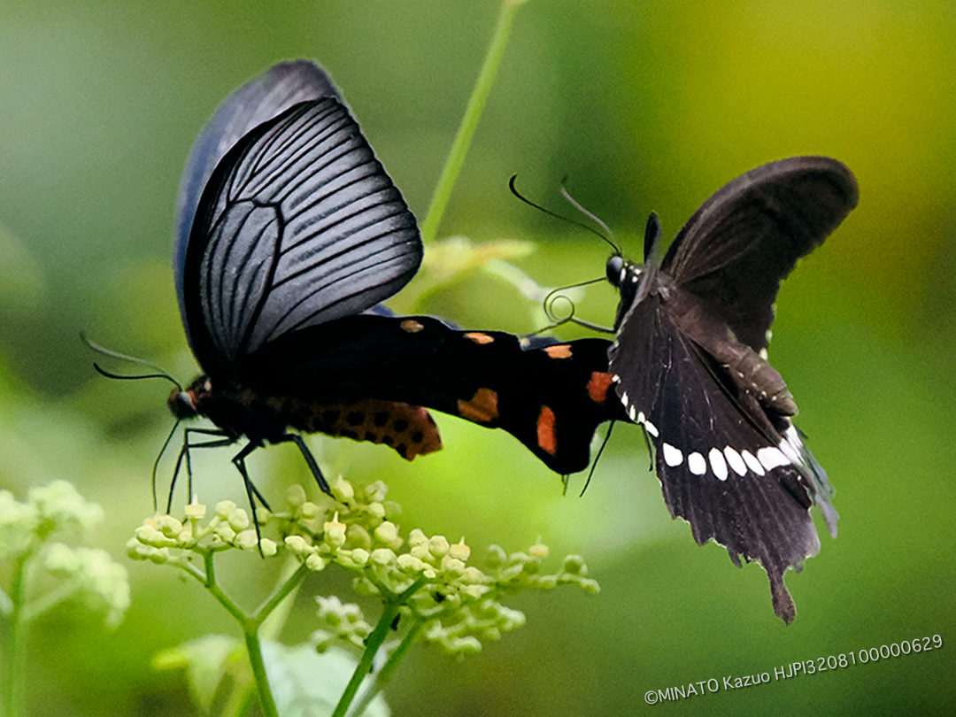ジャコウアゲハとシロオビアゲハ