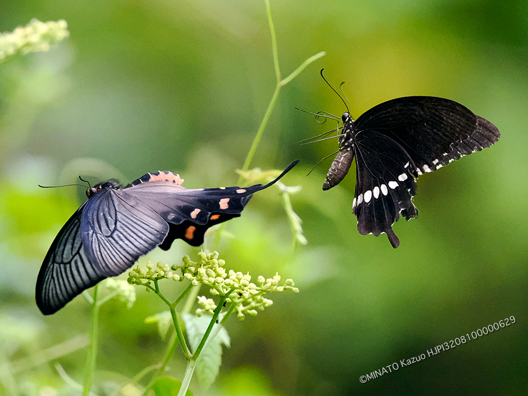ジャコウアゲハとシロオビアゲハ