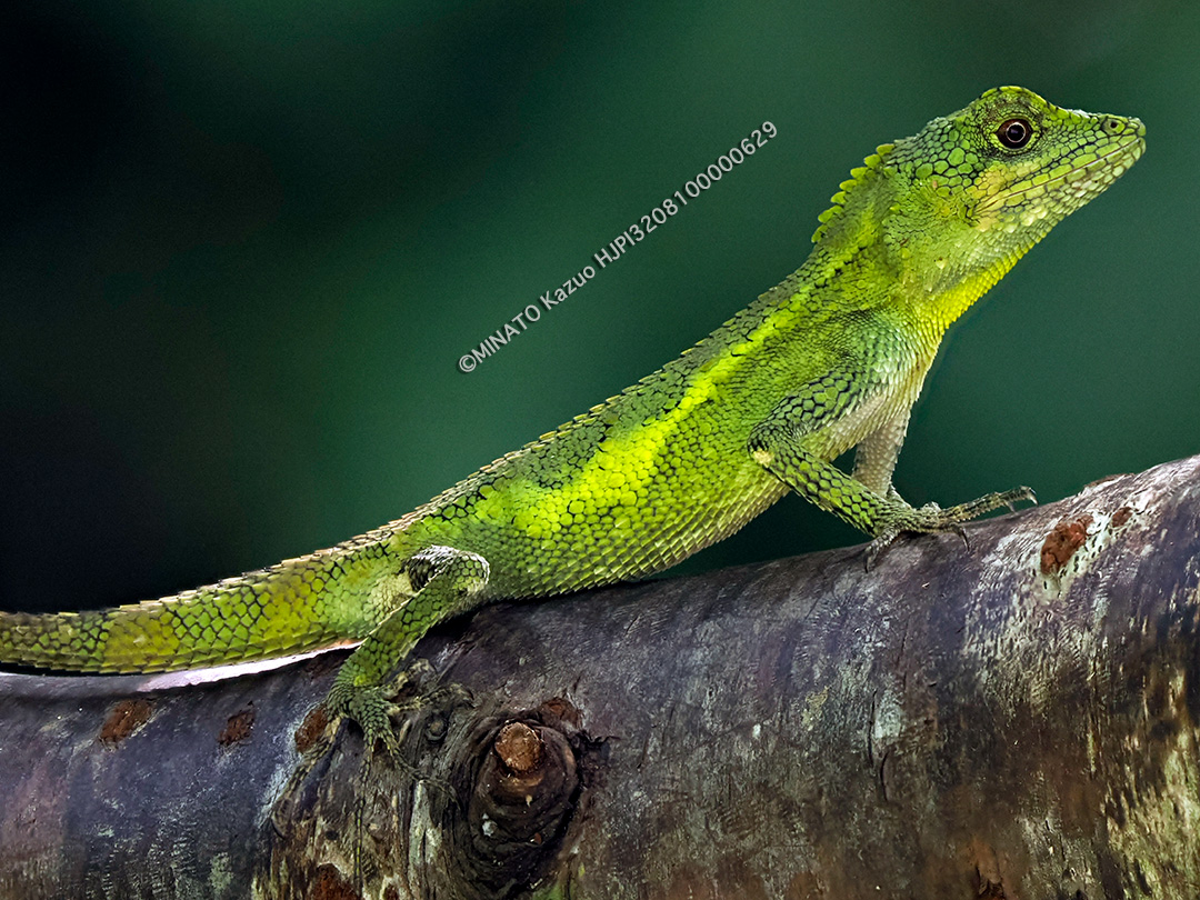 オキナワキノボリトカゲ