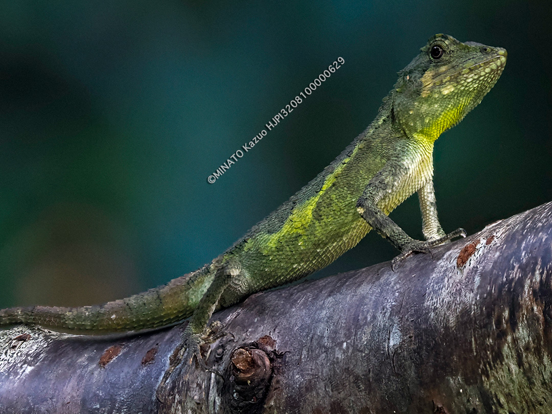 オキナワキノボリトカゲ