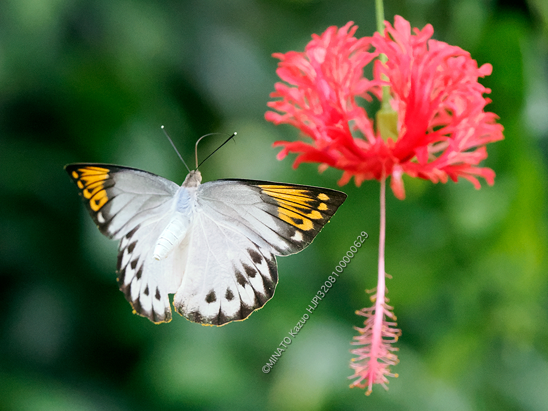 ツマベニチョウ雌