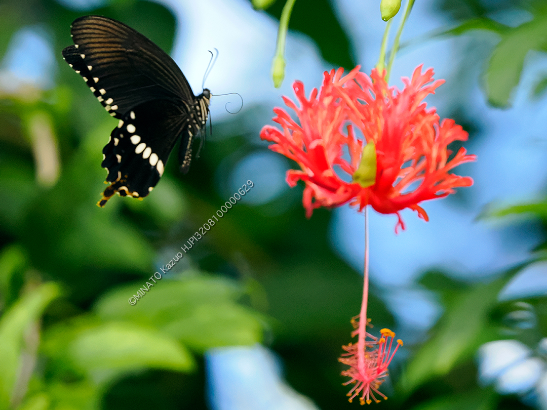 シロオビアゲハ