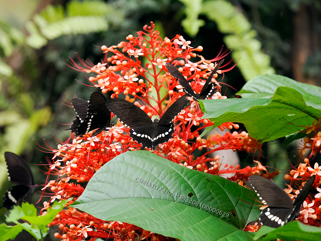 シロオビアゲハ