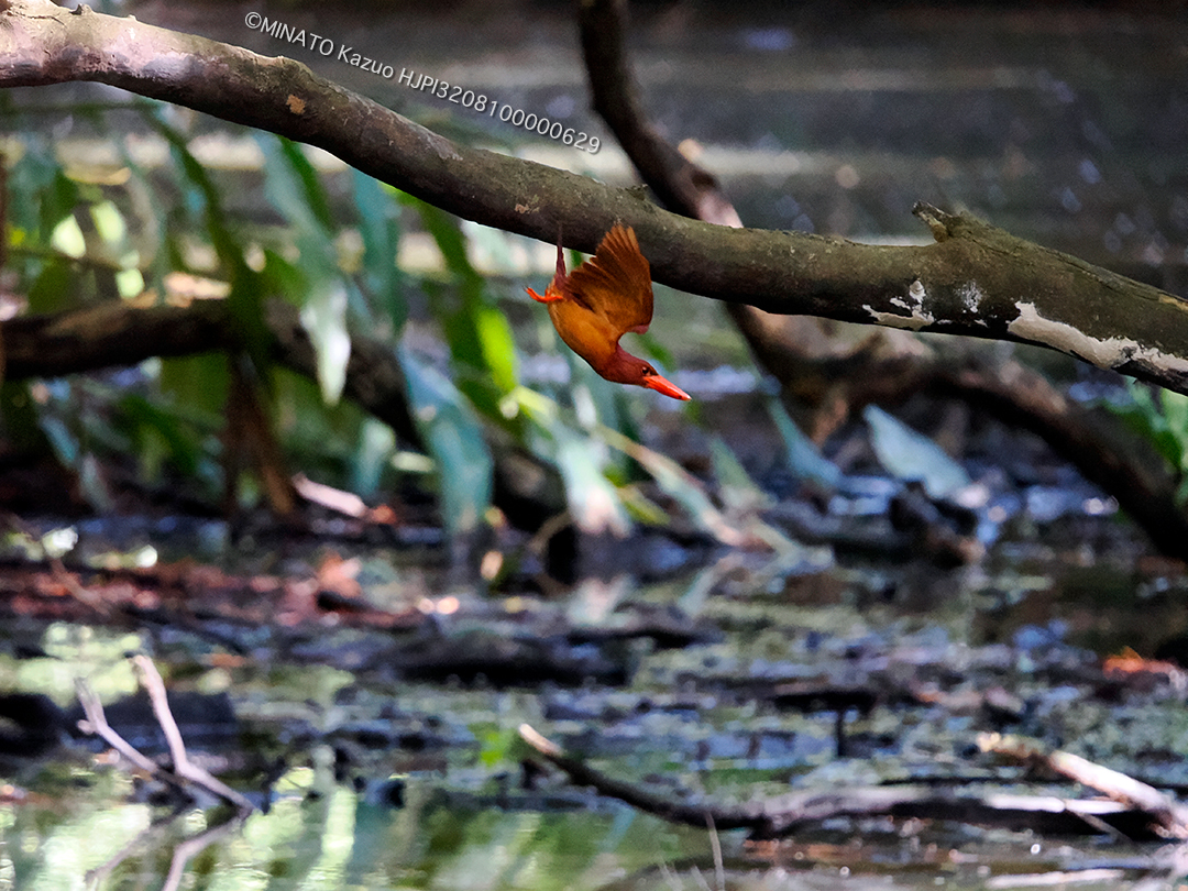 リュウキュウアカショウビン