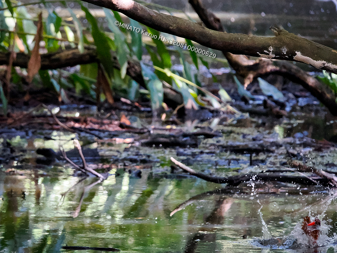 リュウキュウアカショウビン