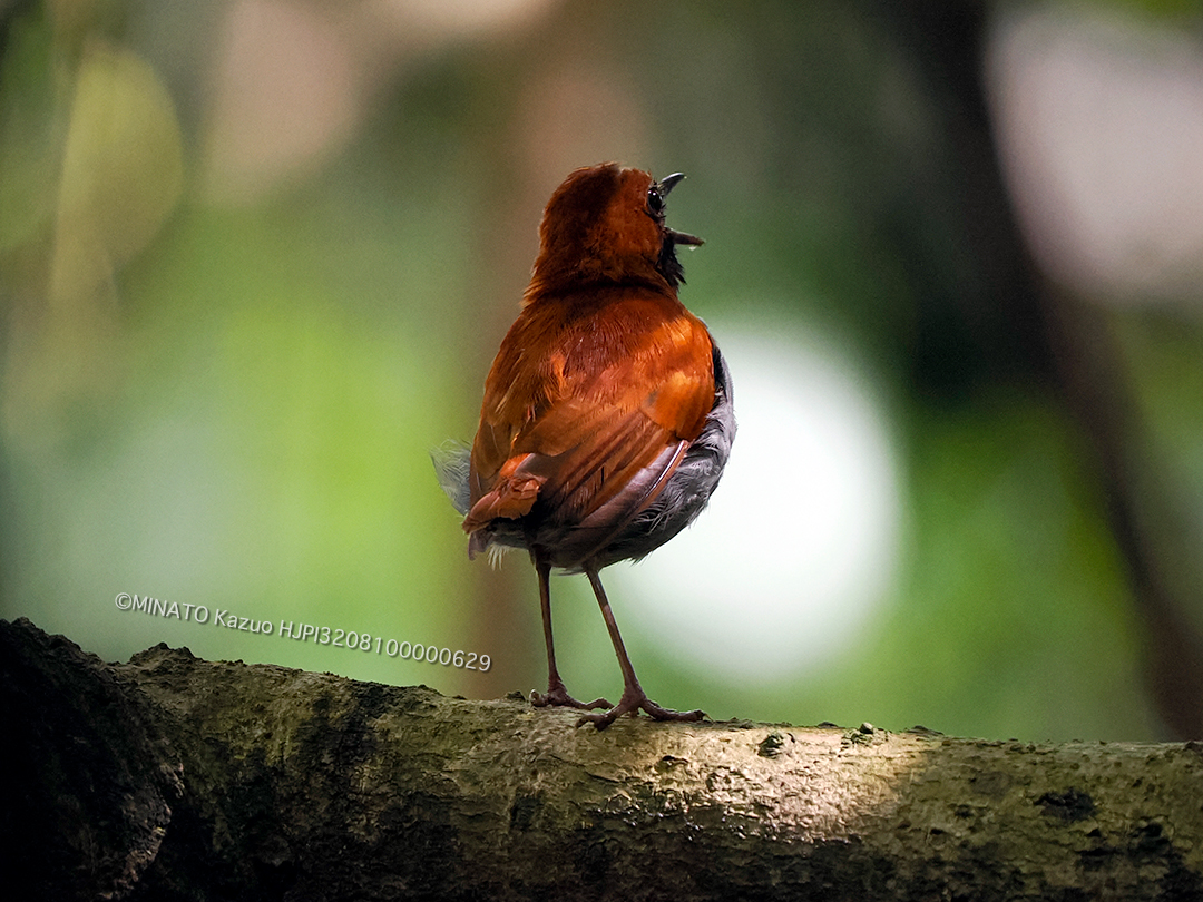 ホントウアカヒゲ雄