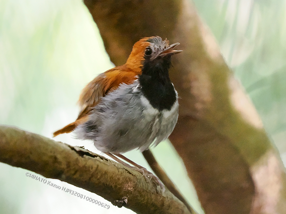 ホントウアカヒゲ雄