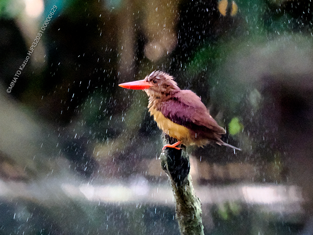 リュウキュウアカショウビン