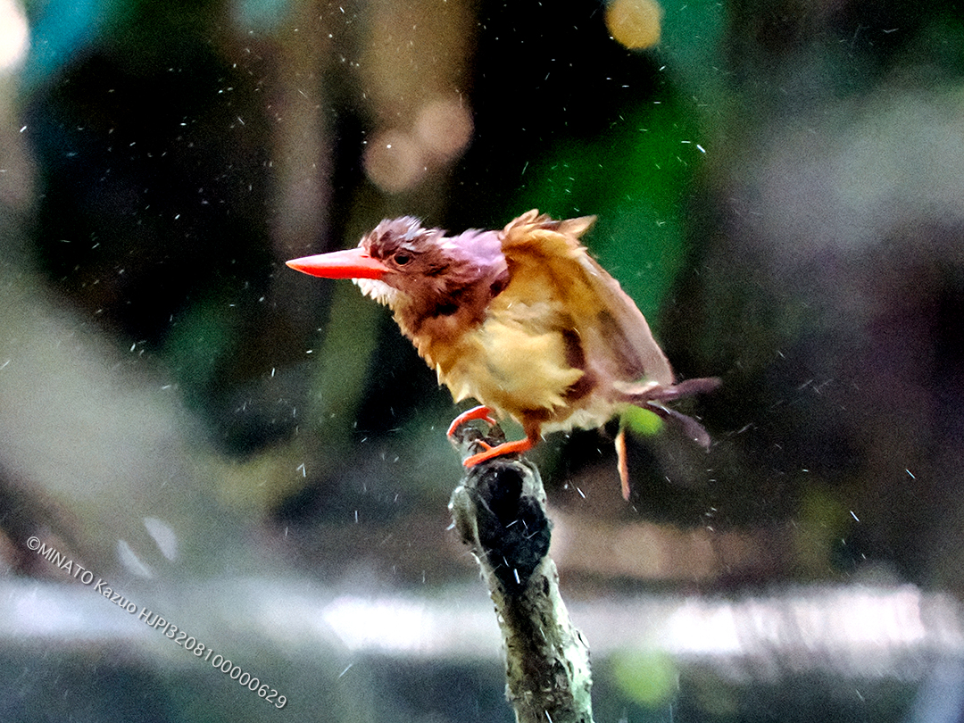 リュウキュウアカショウビン