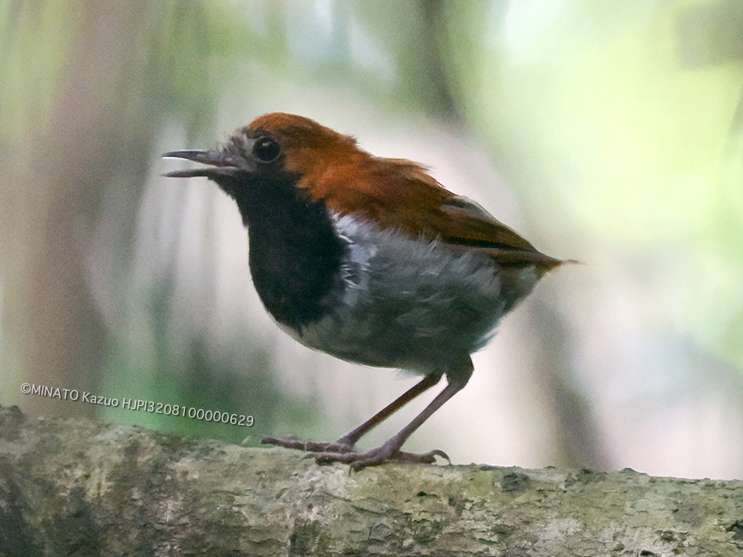 ホントウアカヒゲ雄