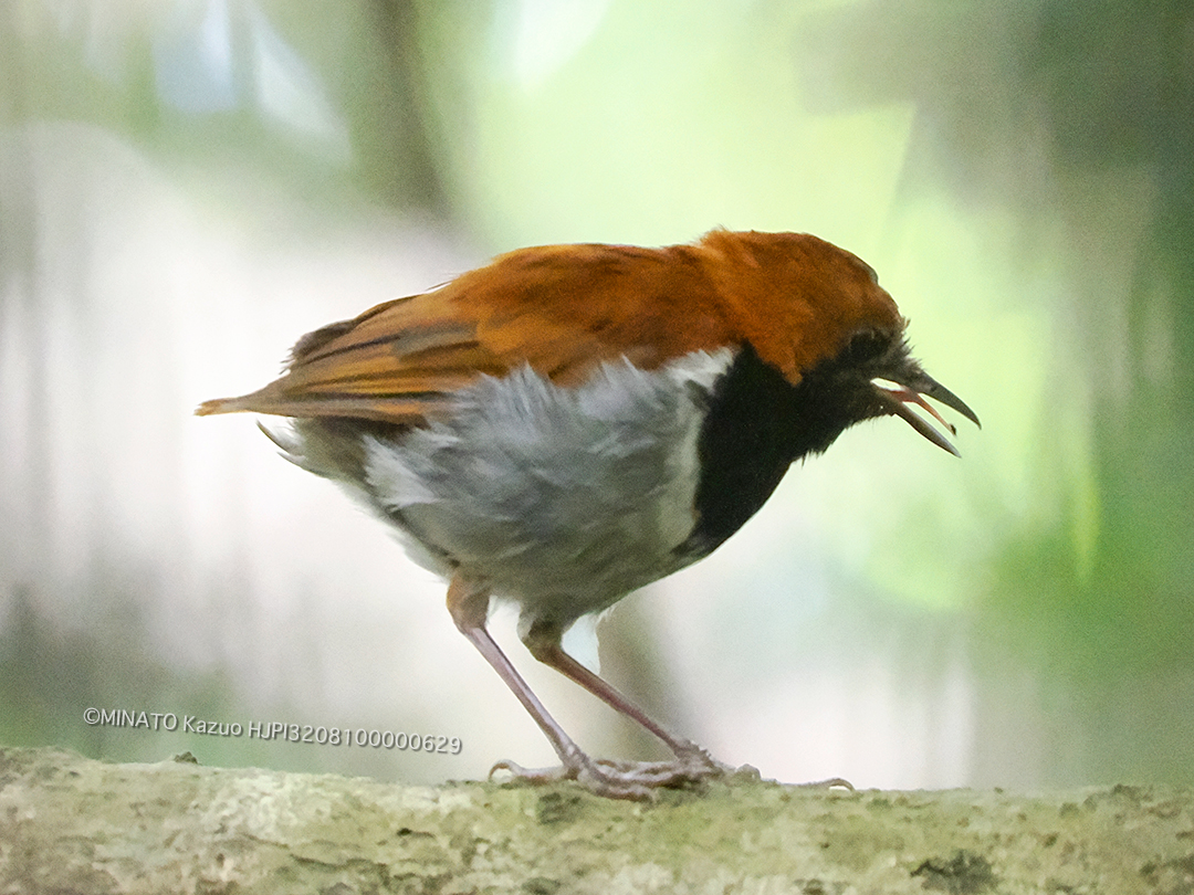 ホントウアカヒゲ雄