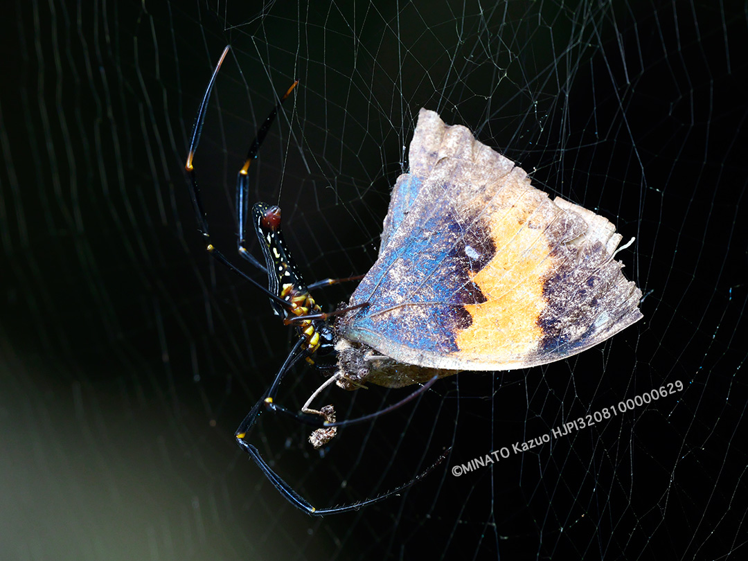 オオジョロウグモ＞コノハrチョウ