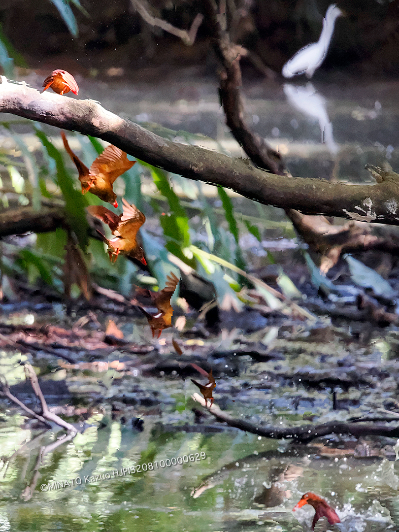 リュウキュウアカショウビン