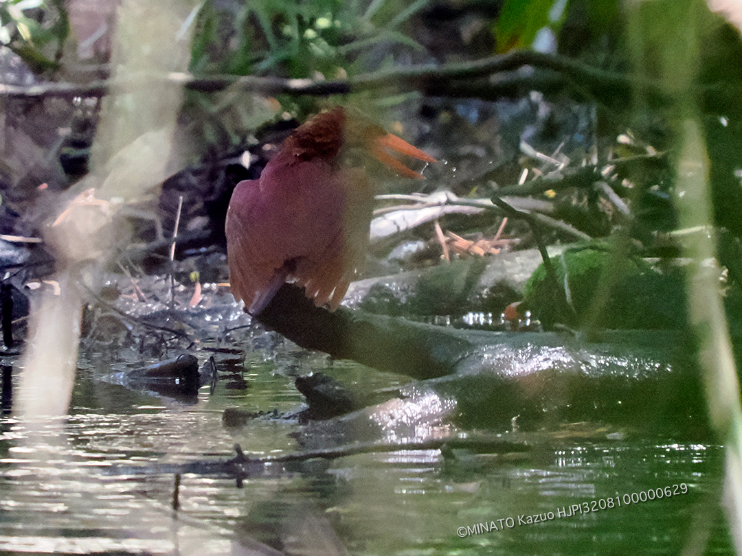 リュウキュウアカショウビン