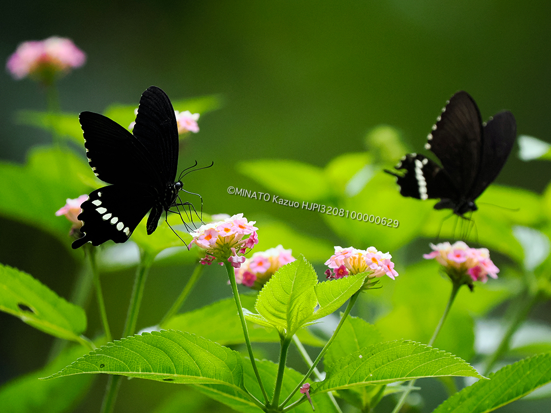 シロオビアゲハ