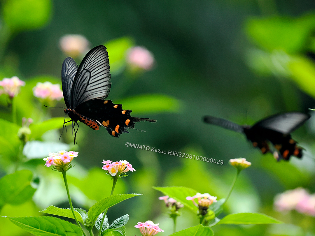 ジャコウアゲハ