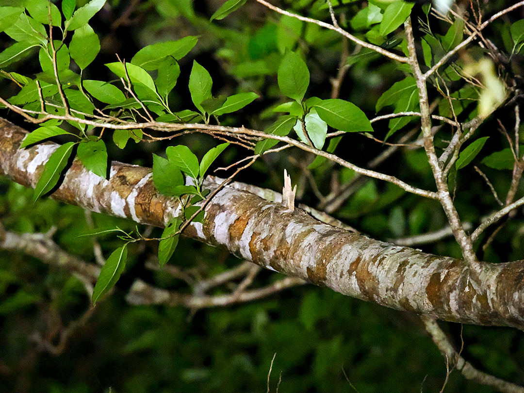 ケナガネズミ目撃