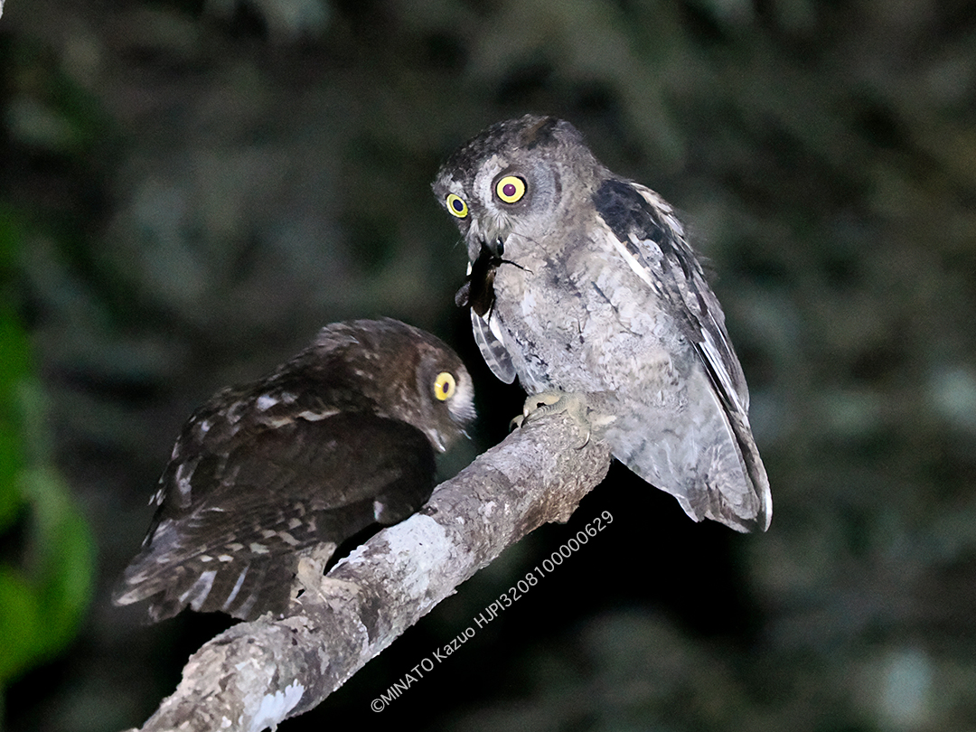 リュウキュウコノハズク