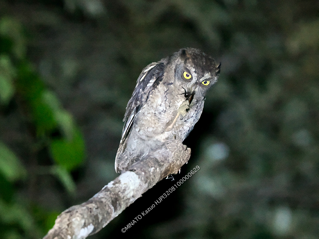 リュウキュウコノハズク